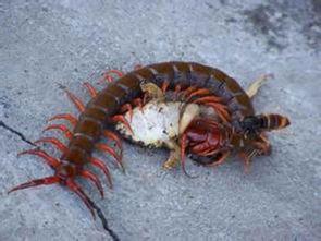 娱乐吃瓜酱的作品鼠体蜈蚣,娱乐吃瓜酱的惊悚奇幻之作