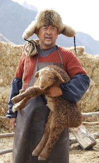 雪狼犬演员