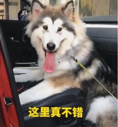 阿拉斯基搞笑